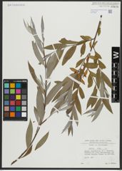 Foto von Salix alba L.
